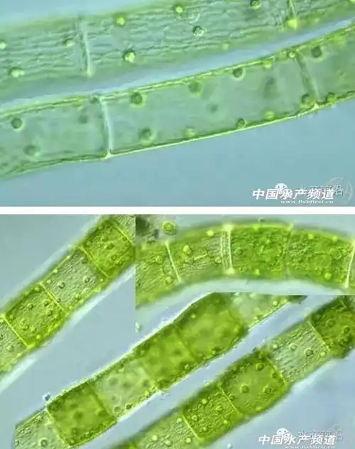 提醒珍藏史上最全高清藻类图谱1