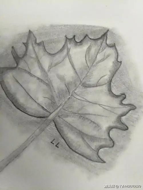 一支铅笔画出的枫叶,好看又好画!