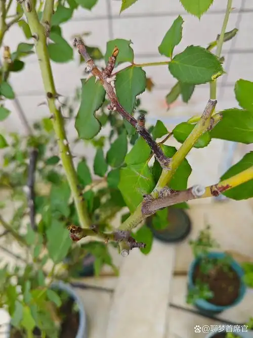 月季枝条干枯,怎么救?