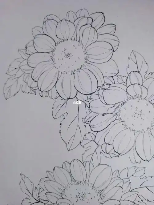 花卉线稿 #线描花卉  #黑白线描  #寻找小红书绘画大神  #雏菊
