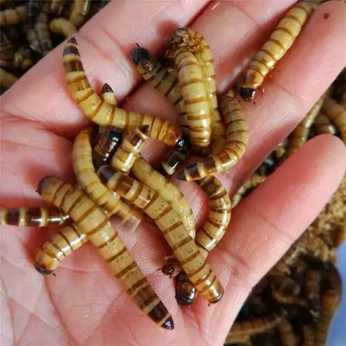 大麦虫活体26.8.8元一斤净重500克包邮包活10元50条15元150条