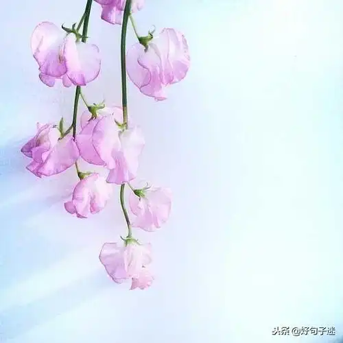 最好最简短的唯美句子励志的句子致自己简短