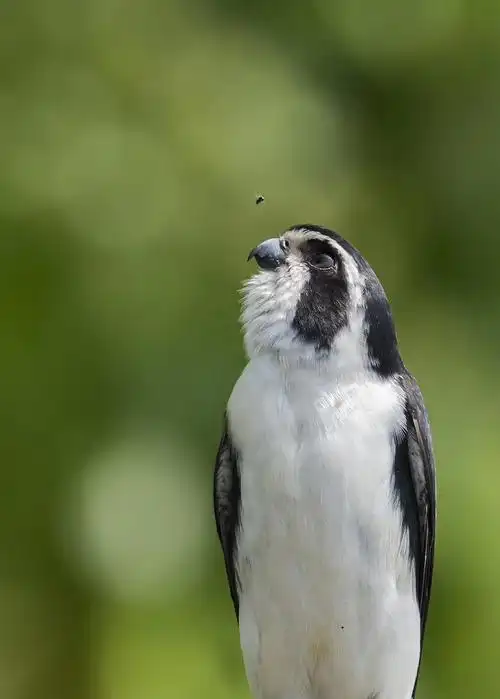 鸟名"白腿小隼",世界上最小的鹰. 摄影:孙剑华(上海)后援:李建辉.