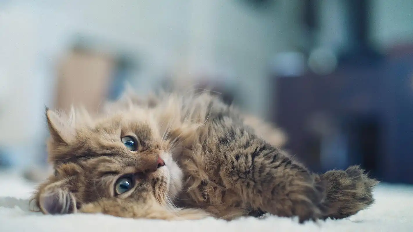 可爱的超萌动物小猫高清图片桌面壁纸