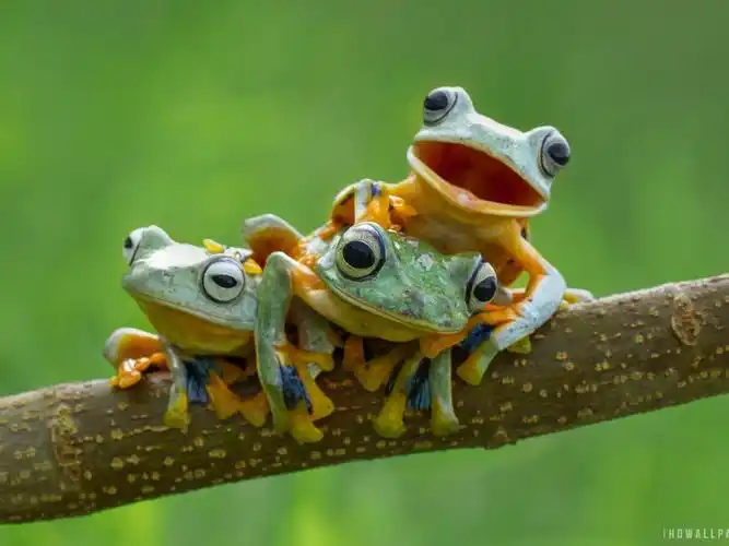 黑色蹼树蛙壁纸