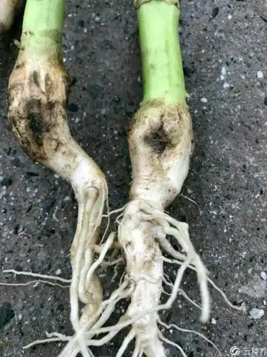 老师好,向日葵根部长大包,刮风时就从大包处断裂是怎么回事?
