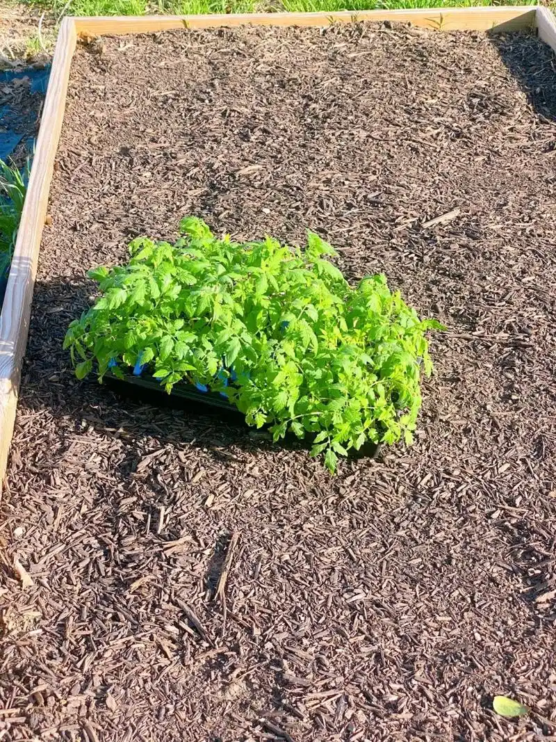 番茄移栽的方法和要点 自从那一篇笔记记录春播的开始到现在整整两个