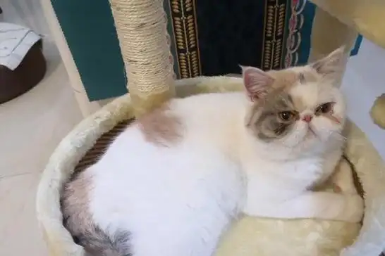 这4种猫免费送你一只也不要