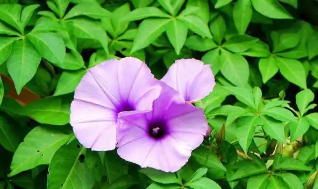 农村遍地都是"金龙草",紫色花朵似喇叭,泡酒喝专治风湿关节炎_网易