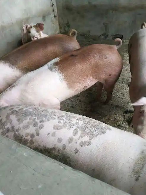 不限求购外三元生猪