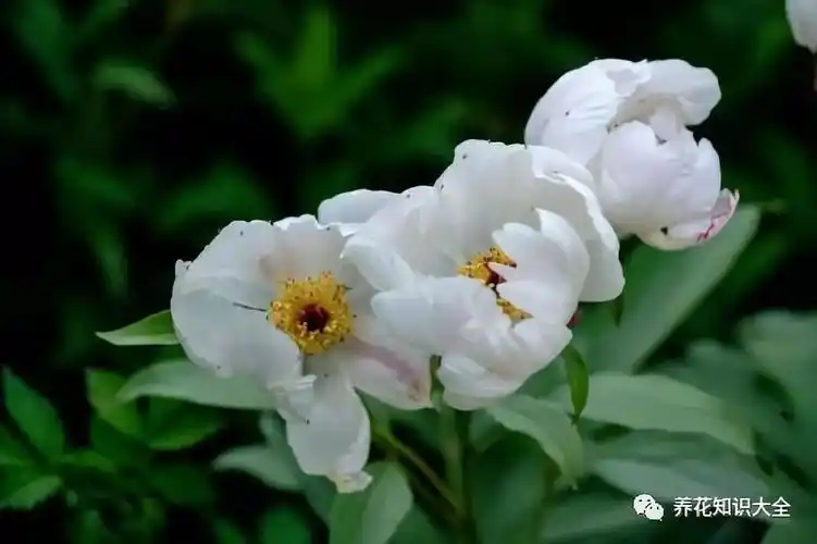 每日一花琼帘入夜卷琼钩谢女怀香倚玉楼白芍药