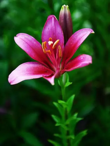 百合花海之歌】 写美篇余生那么长,百合花 你在,便是最美的时光 种