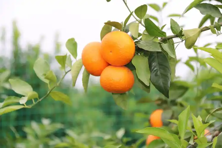 沃柑红了,静候那一口暖润甘甜的大沃柑