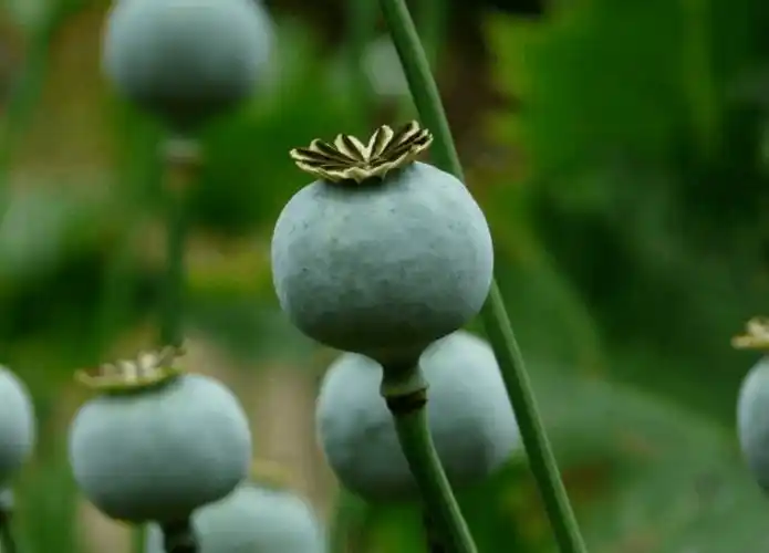 种罂粟拌菜吃?昌平夫妻俩被警方行政处罚