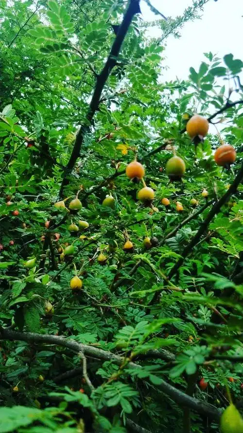 当地人叫刺糖果,外皮可食用,摘一颗放进嘴里,酸酸甜甜的,是不是会让你