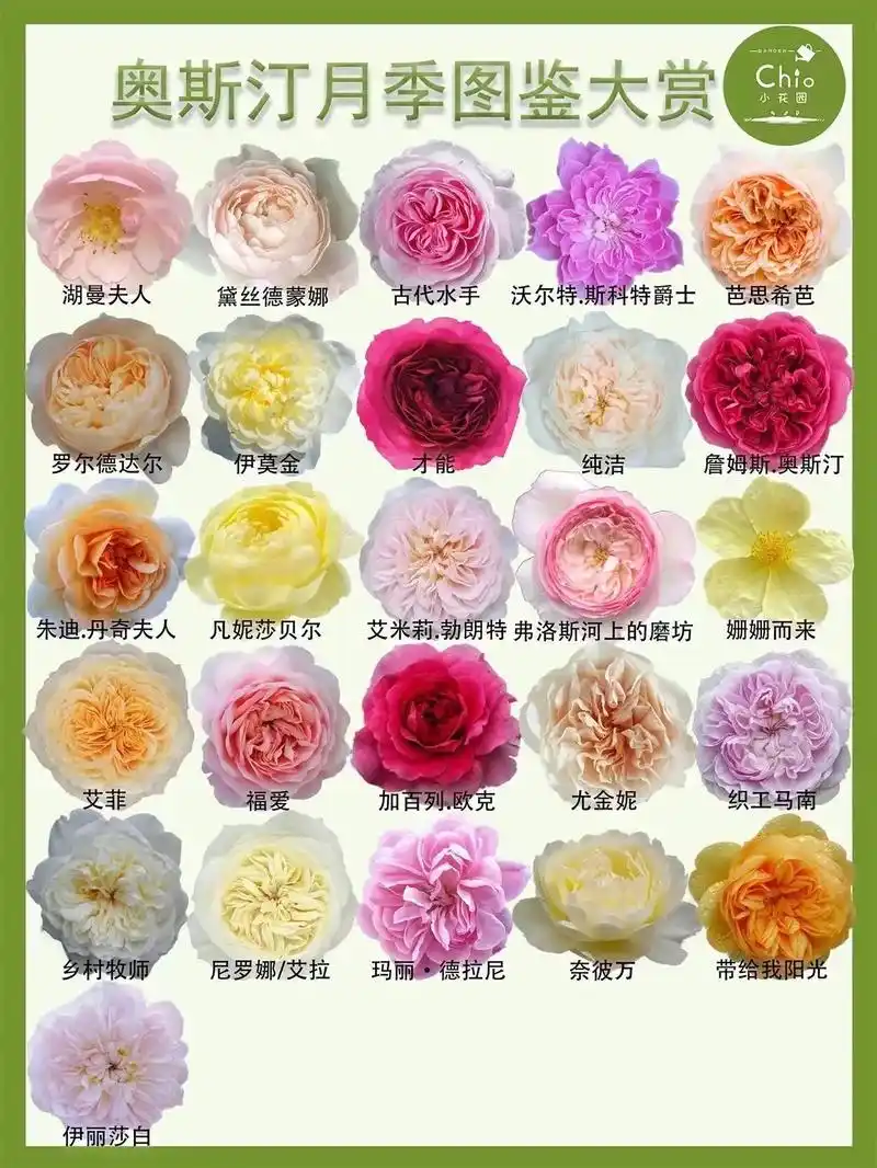 奥斯汀月季图鉴大赏.图文转载自某书博主:chio 小花园   - 抖音