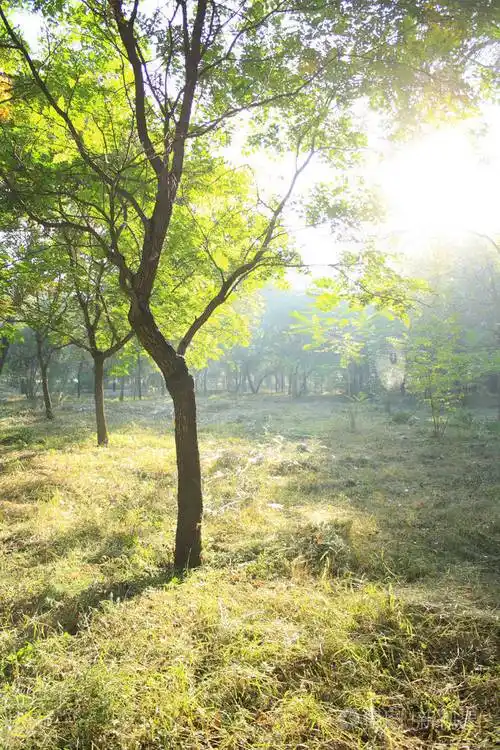 早晨的阳光照耀在森林里