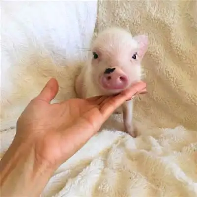 真实可爱猪头像高清图片微信真实猪头头像大全