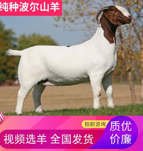 波尔山羊纯种小羊山羊活苗怀孕母羊小羊羔活羊小羊崽羊仔活苗种羊