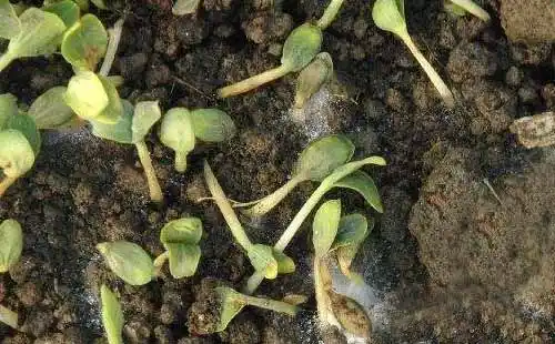 西瓜猝倒病防治西瓜猝倒病用什么药