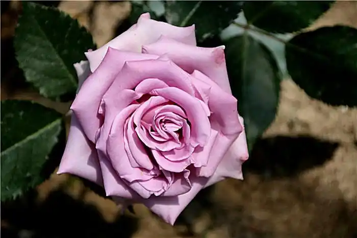 《月季 - 蓝丝带》