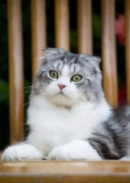 苏格兰折耳猫的常见疾病有哪些? - 我爱猫咪网