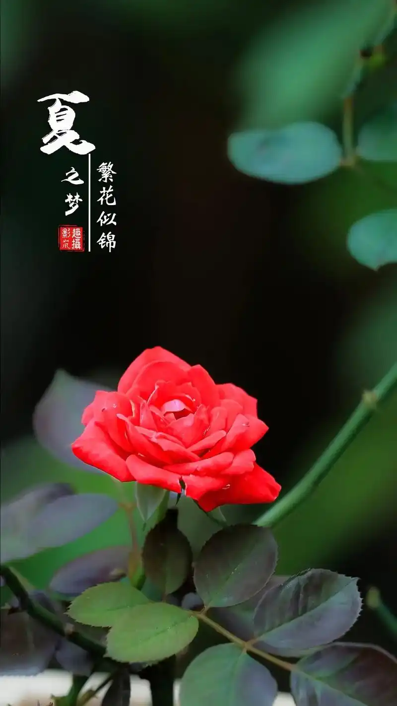 六月花季,浪漫夏日!#月季花 #原创摄影 #唯美图片 #治愈 - 抖音