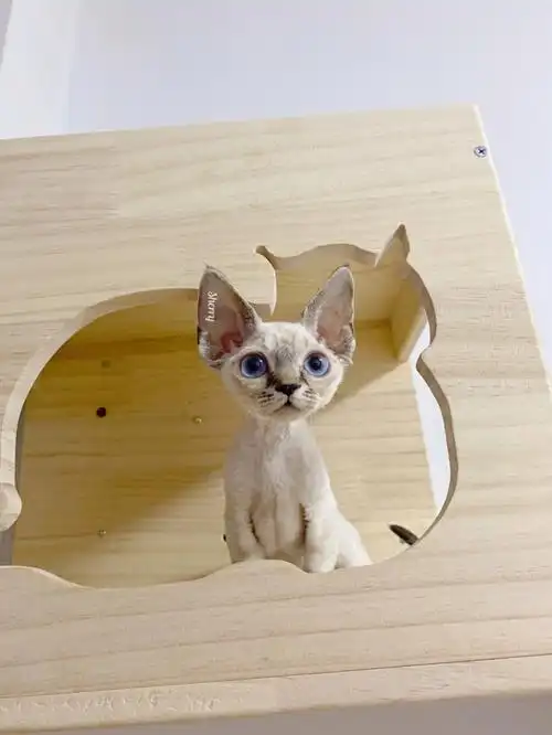 德文卷毛猫蓝眼稀有山猫色妹妹