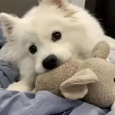 卡哇伊宠物小猫咪很可爱的头像 独特萌系有意思的小猫咪宠物头像_动物