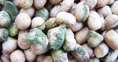 发霉的花生丨来源:foodsafety-experts