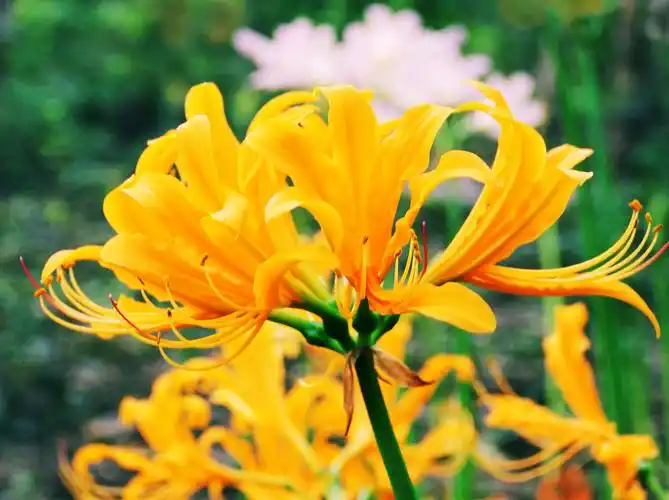 石蒜有哪些特点?