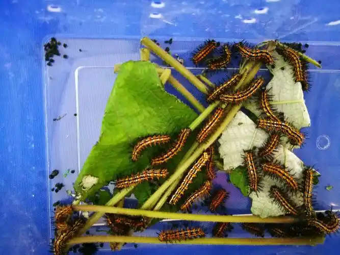 瞧,这些有着毛茸茸的黑色触角,黄白条纹相间的虫子就是蝴蝶的儿时啦.