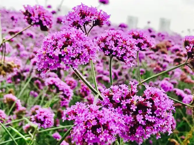 要找回爱情,就带另一半去看马鞭草 马鞭草也是分种类的 柠檬马鞭草