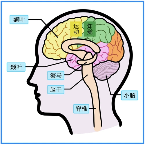 大脑健康管理,保持大脑活力降低认知症风险_功能