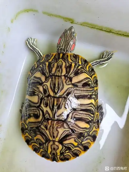 9696规则:上成体巴西龟照片,变异的不算.