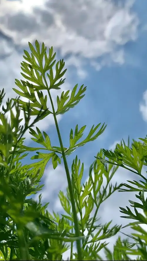 胡萝卜地拍的萝卜叶子