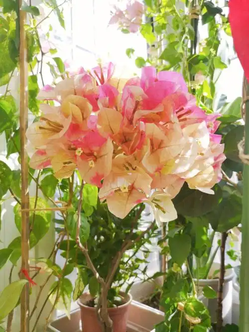 三角梅印度画报