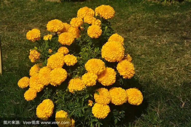 印加人文明,万寿菊,叶子,绿色,特写