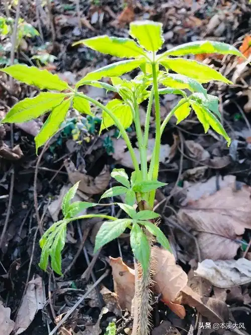 猫爪子菜多少钱一斤(本溪山菜)_百科_新闻_【免费发布信息_发布每一天