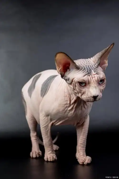 斯芬克斯猫的养护方法