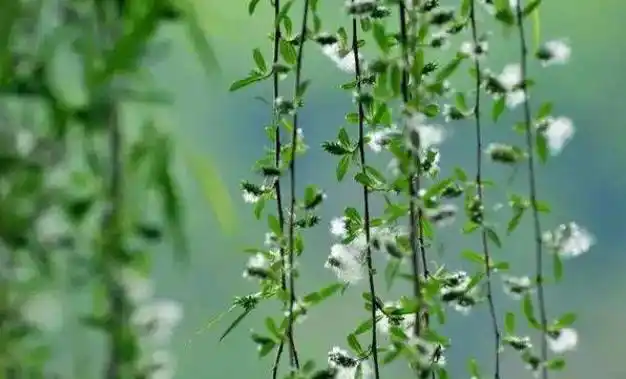 诗词鉴赏精选十二首关于杨花的诗词不知你最欣赏那一首67