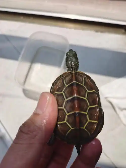 欣赏一下苏北金线龟的颜值