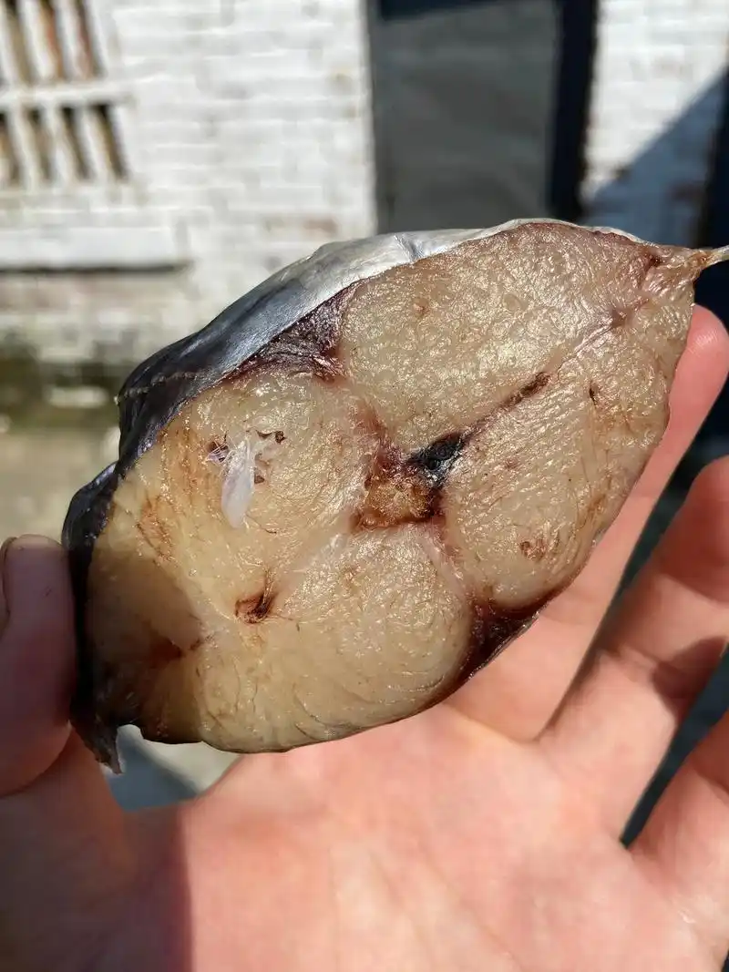 海鲜 #马胶鱼干 孤独是生活的原色调 - 抖音