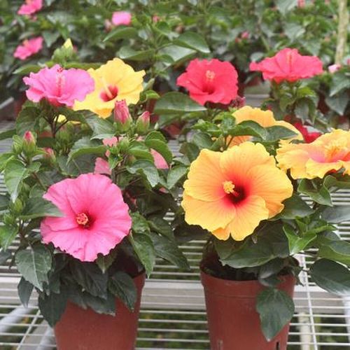 丹麦木槿 大红花 粉色红色桔色 扶桑花重瓣 桑叶牡丹 朱槿木菊