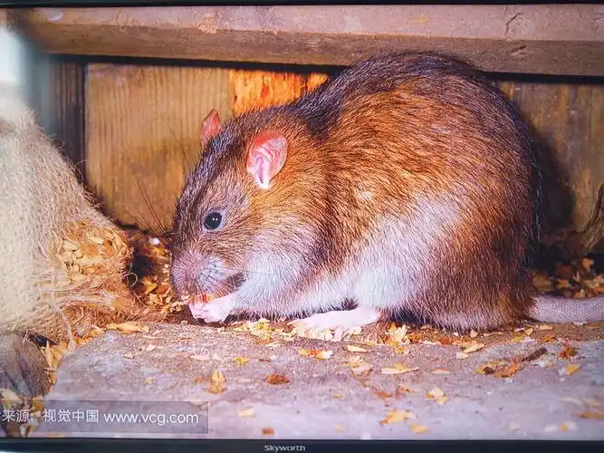 8.16 神奇的魔法石--小老鼠