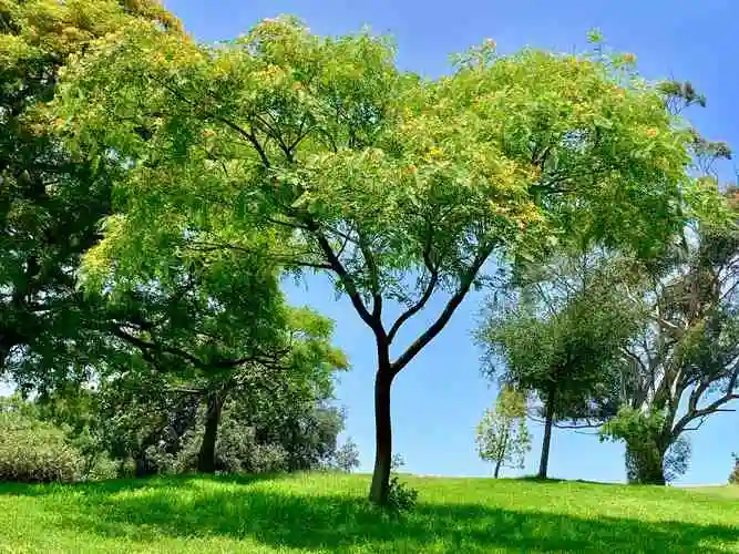 金黄如夏日的苏木花