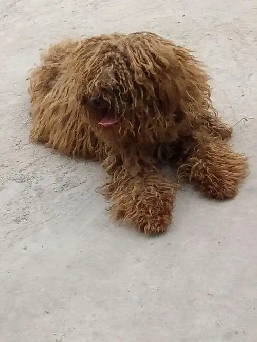 网友晒了自己养的泰迪,这毛发,这造型,我服!