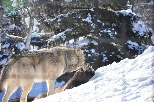 我是一只来自北海道的狼