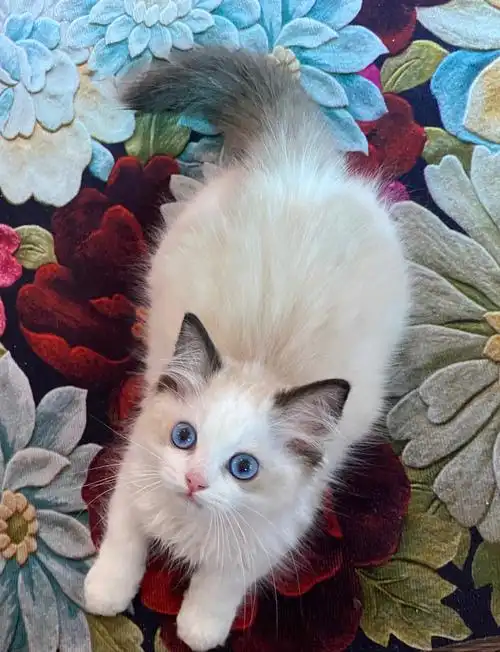 三个月大的布偶