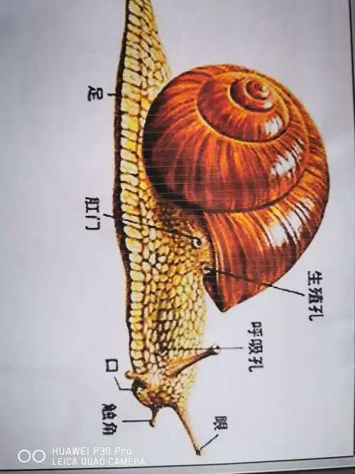 新星早教中心-小蜗牛慢慢爬